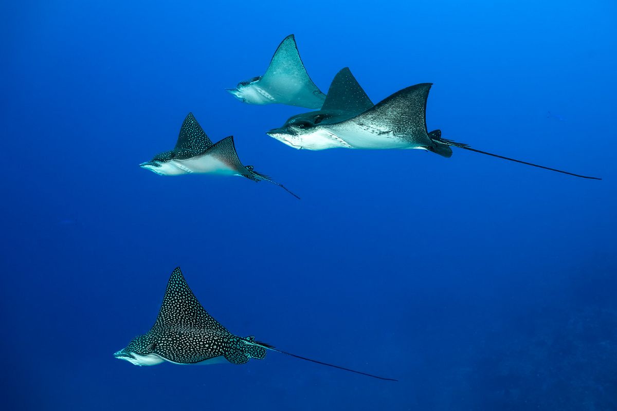 Squadron of eagle rays