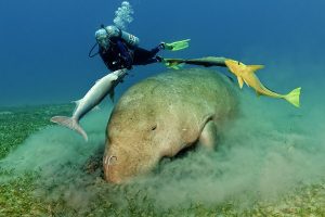 Dugong by Scott Johnson