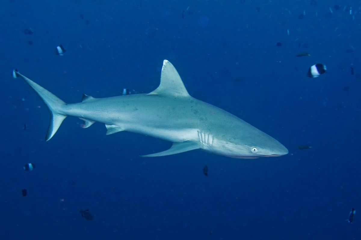 Grey Reef Shark