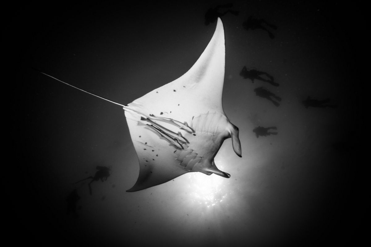 Manta © Mark Stickler