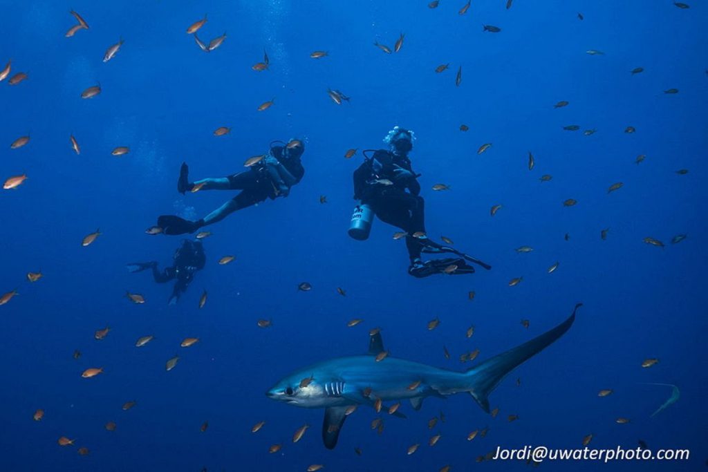 Thresher shark & divers