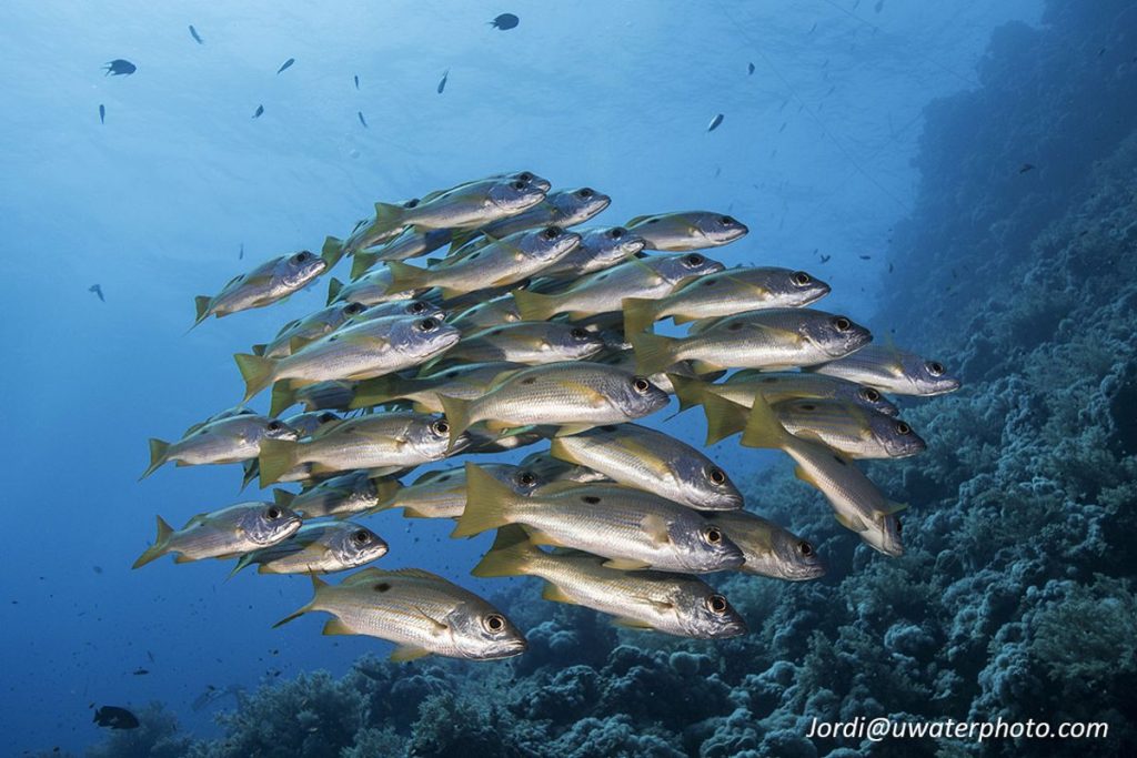 Red Sea diving