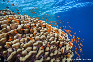 Diving the Red Sea