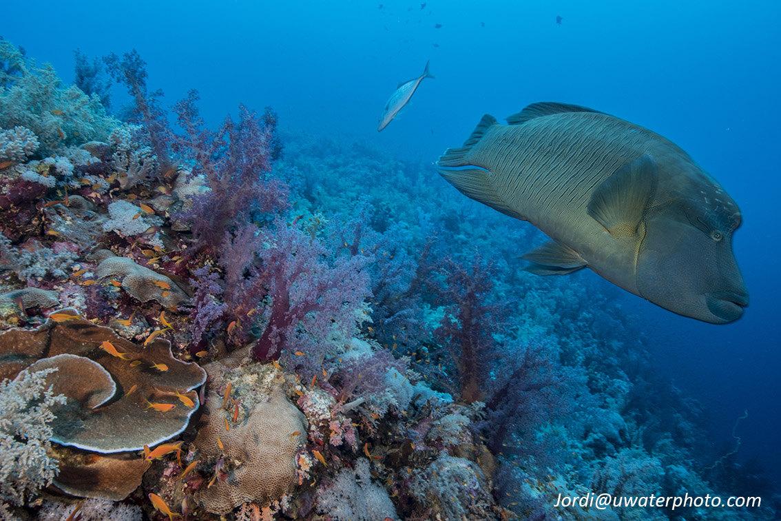 Diving the Red Sea