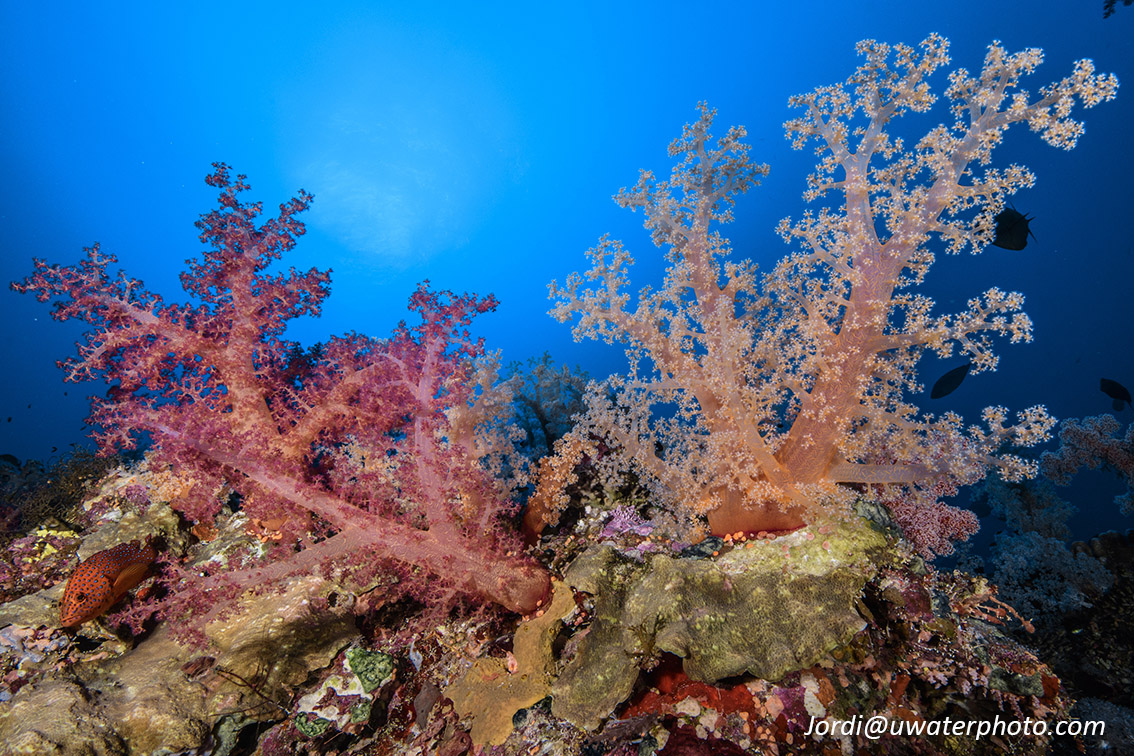 Diving the Red Sea