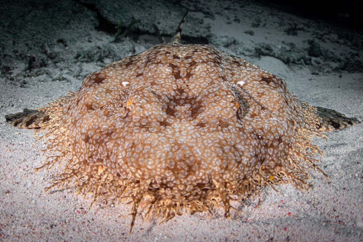 Raja Ampat diving