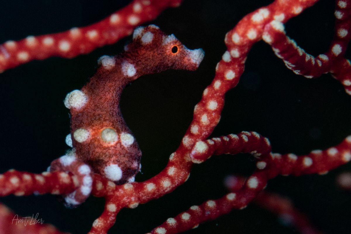 Raja Ampat diving