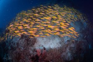 Raja Ampat diving