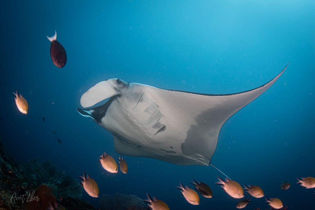 Raja Ampat diving