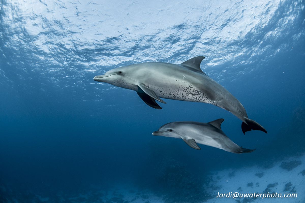 Dolphins