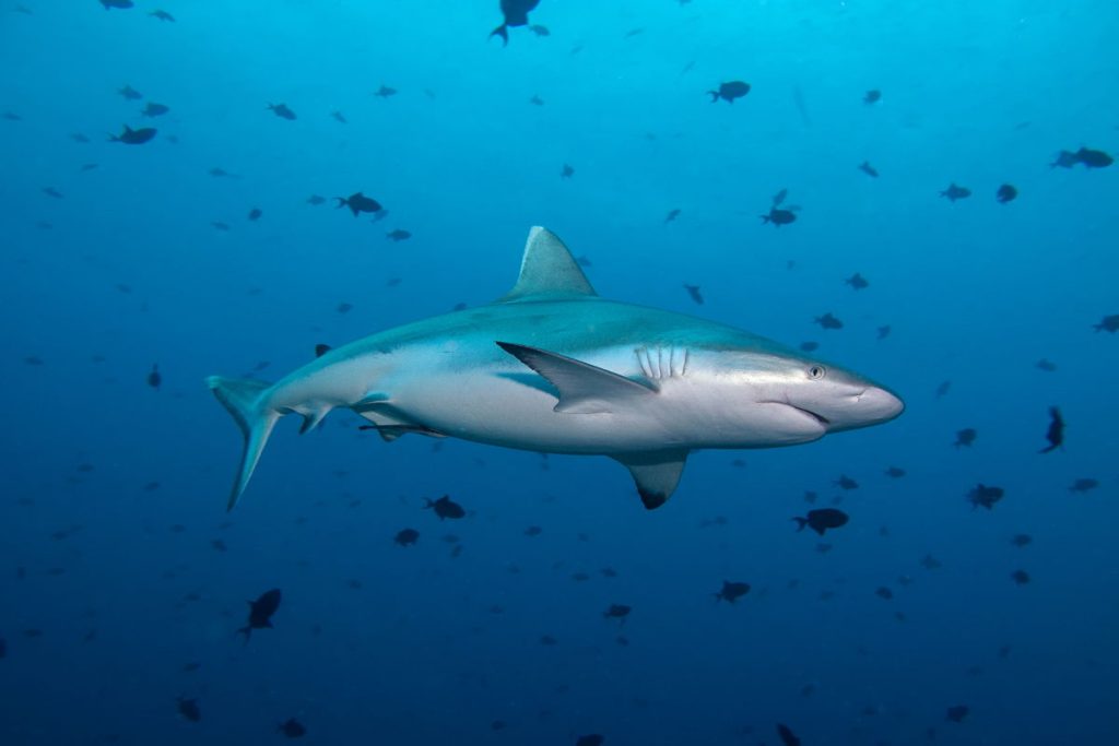 Grey Reef Shark