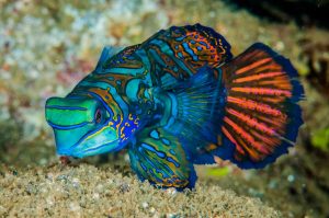 Dragonet mandarinfish in Banda, Indonesia