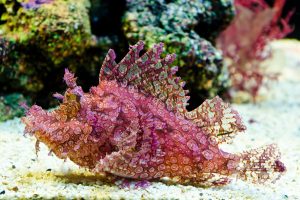 Weedy Scorpionfish (Rhinopias frondosa)