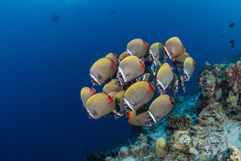 Maldives Diving