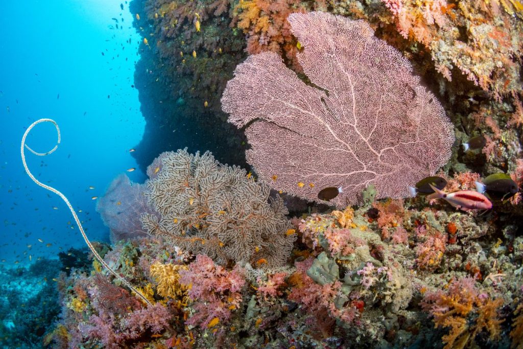 Diving Maldives