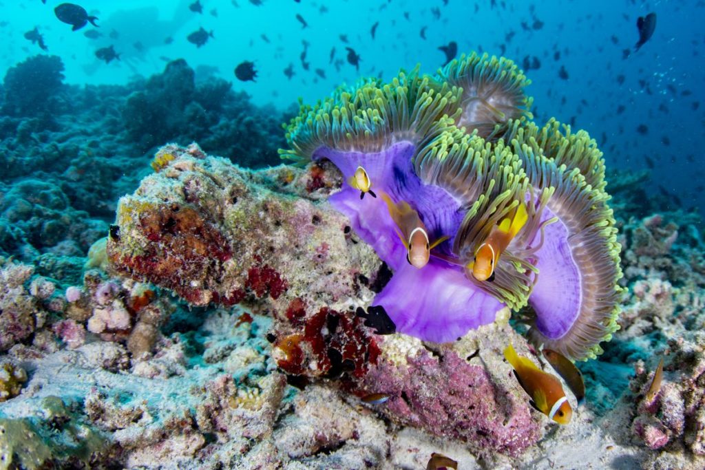 Diving Maldives