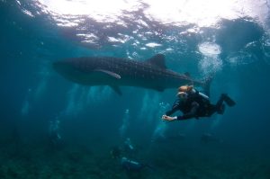 Diving with a whale shark