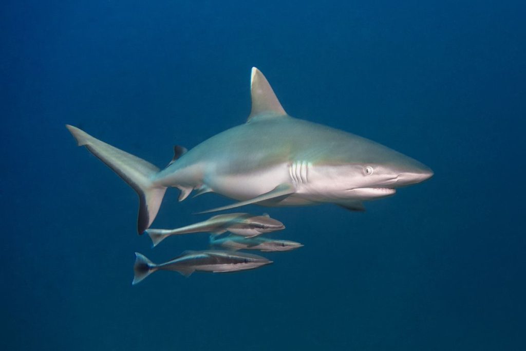 Maldives shark