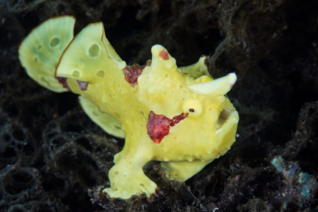 Bright Yellow Warty Frogfish