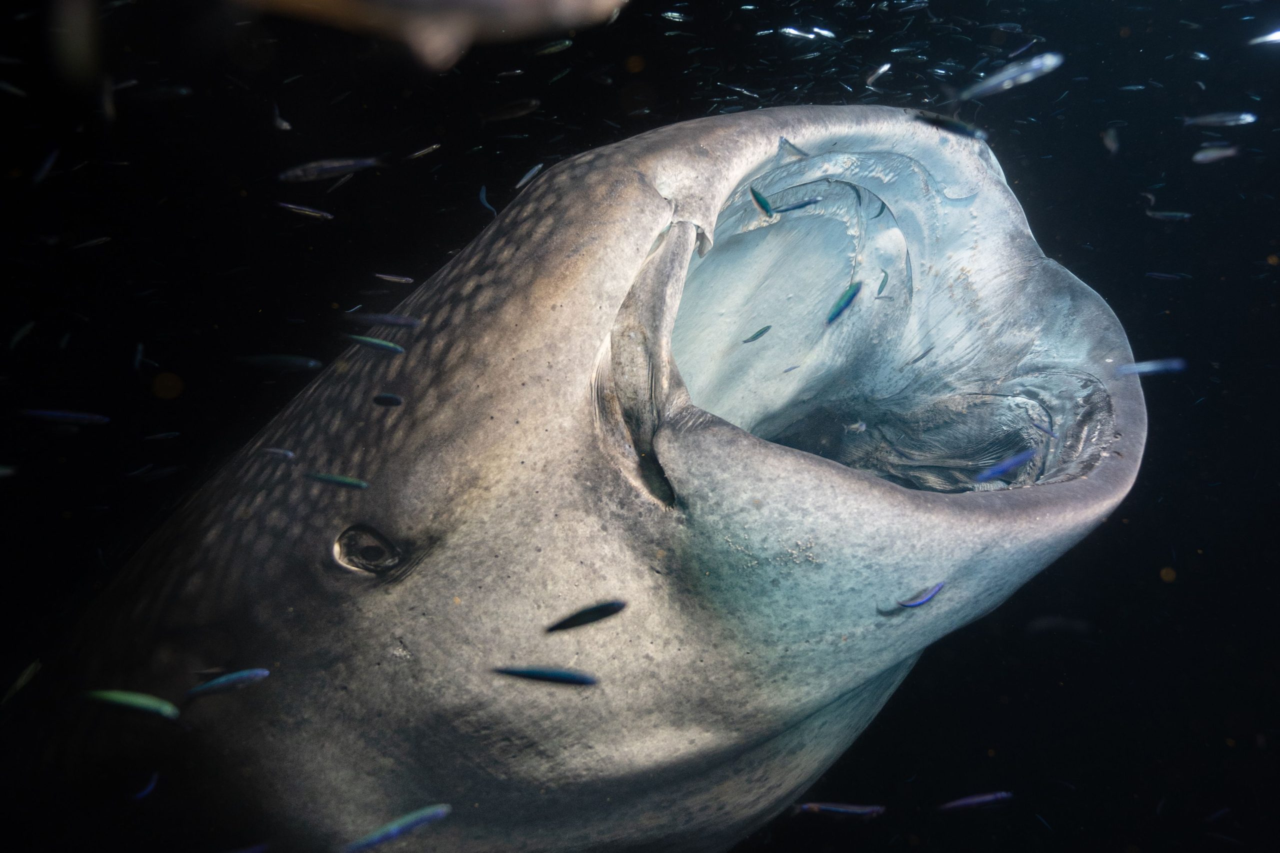 Whale shark by Carlos