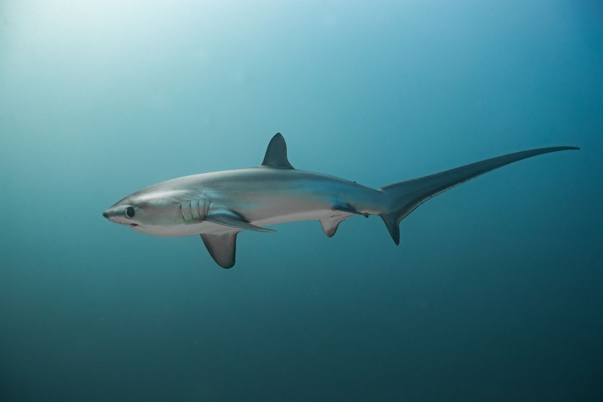 Thresher Shark