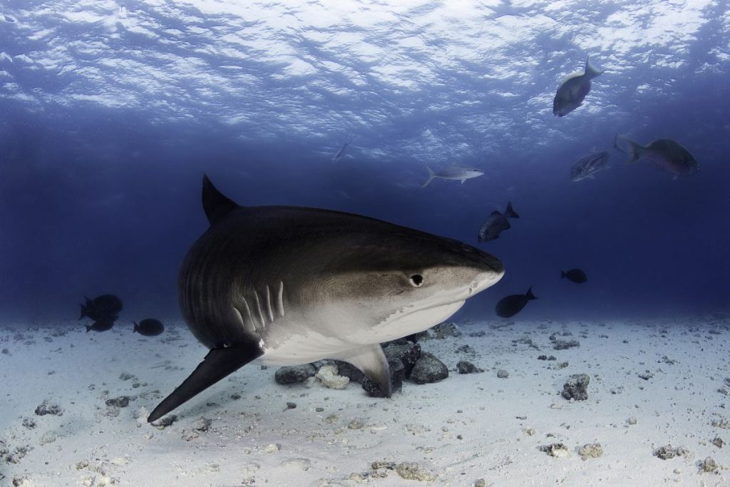 Tiger shark, Maldives