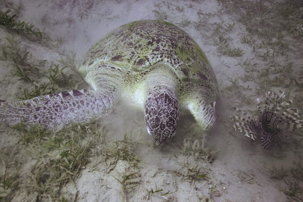 Turtle, Na'ama Bay