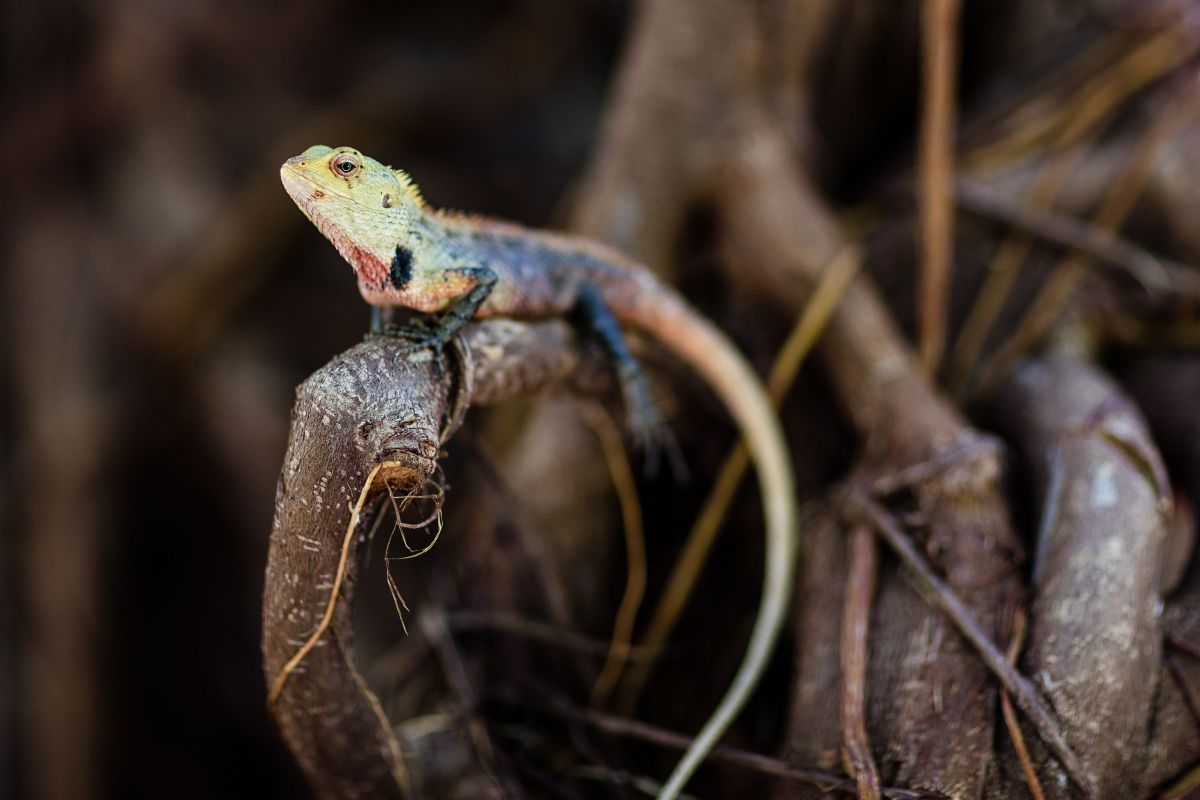 Gecko in the Maldives