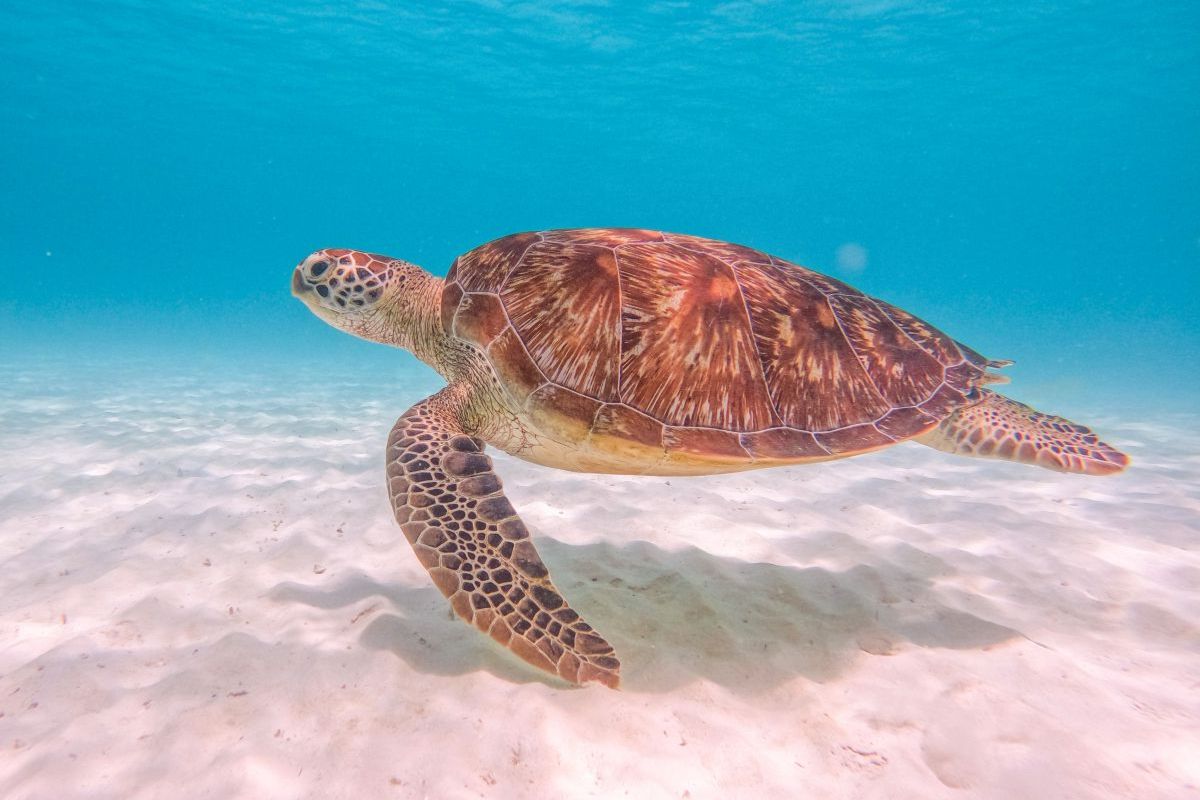 Green Sea Turtle, Maldives