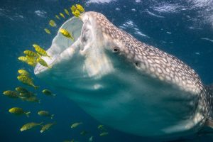 Whale shark