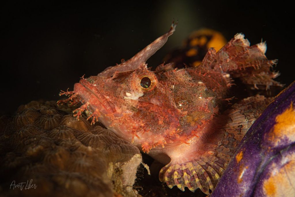 Diving in Raja Ampat