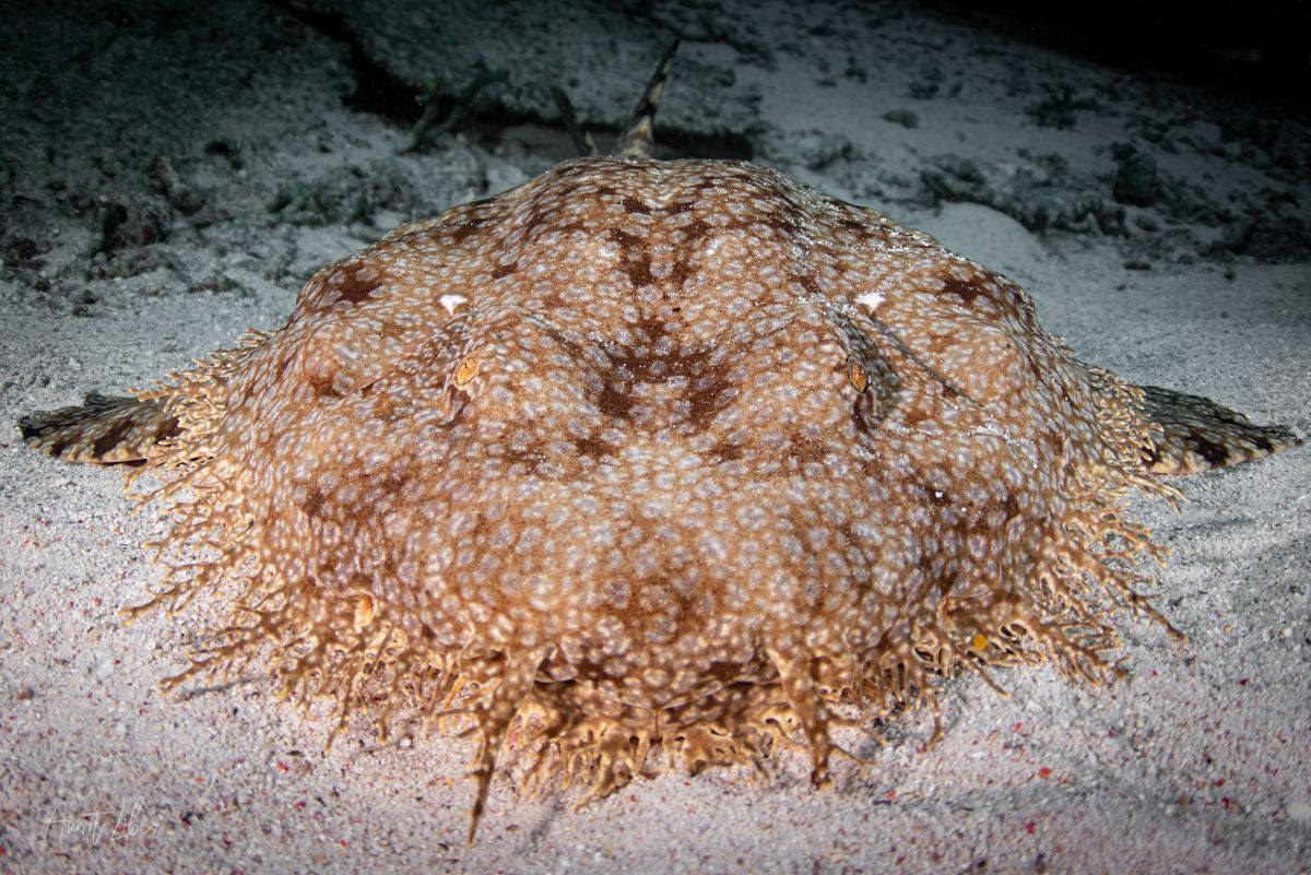 Wobbegong