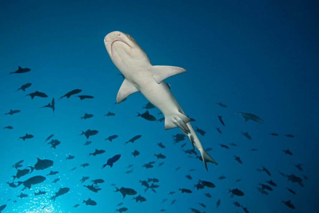 Maldives shark