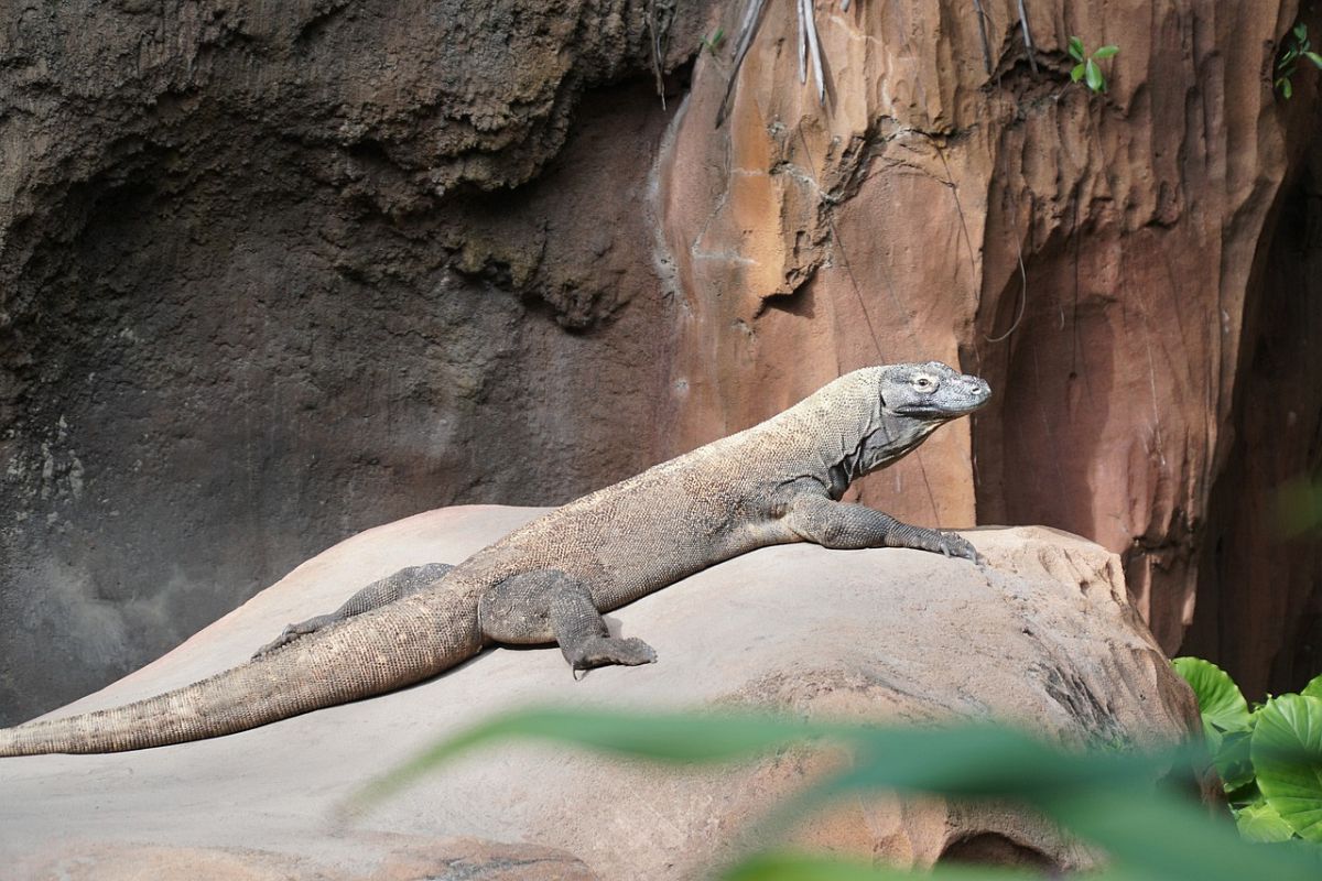 Komodo Dragon