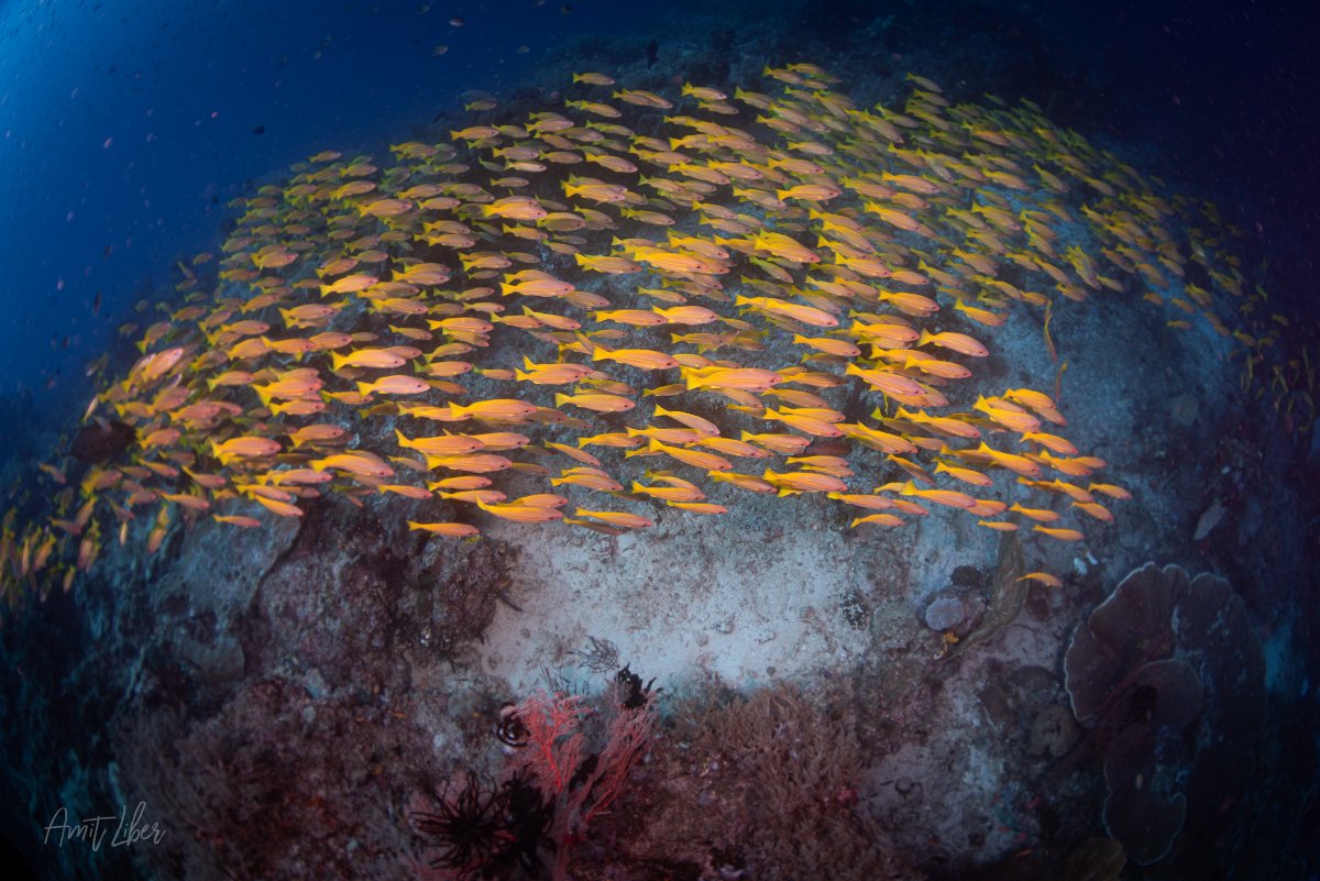 Raja Ampat © Amit Liber