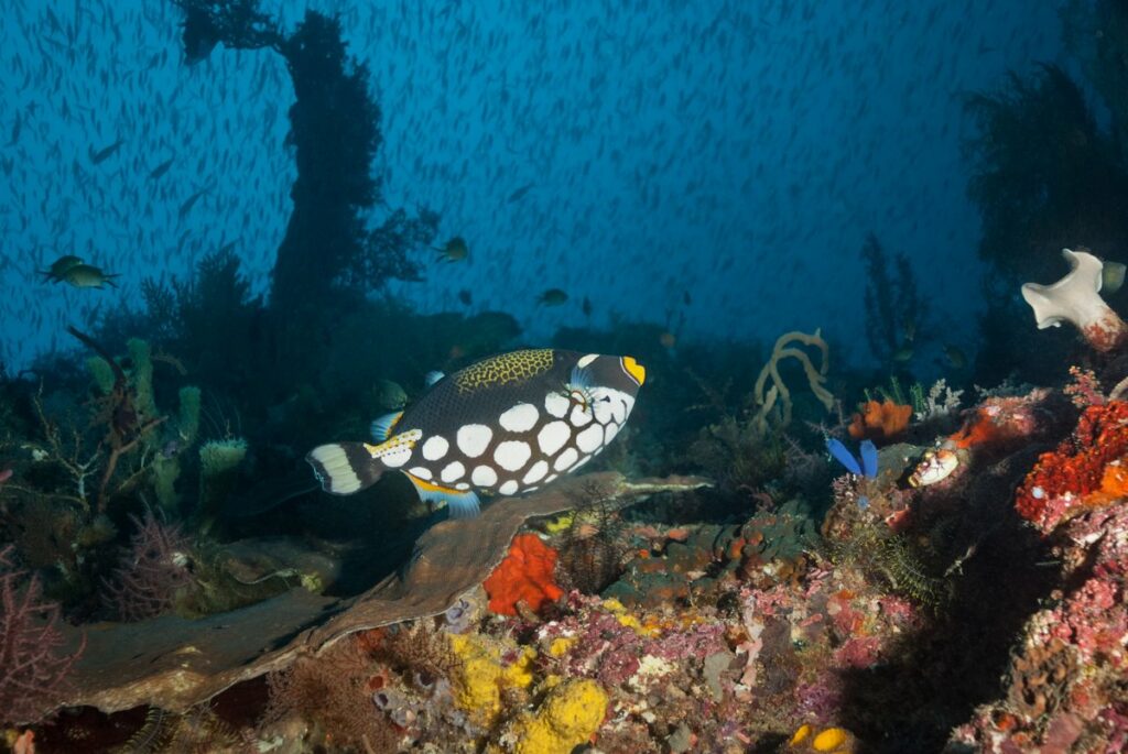 Raja Ampat © Beate Lange