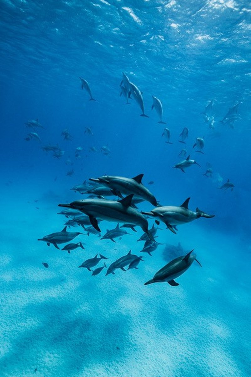 Pod of dolphins, by Gunnar Oberhösel