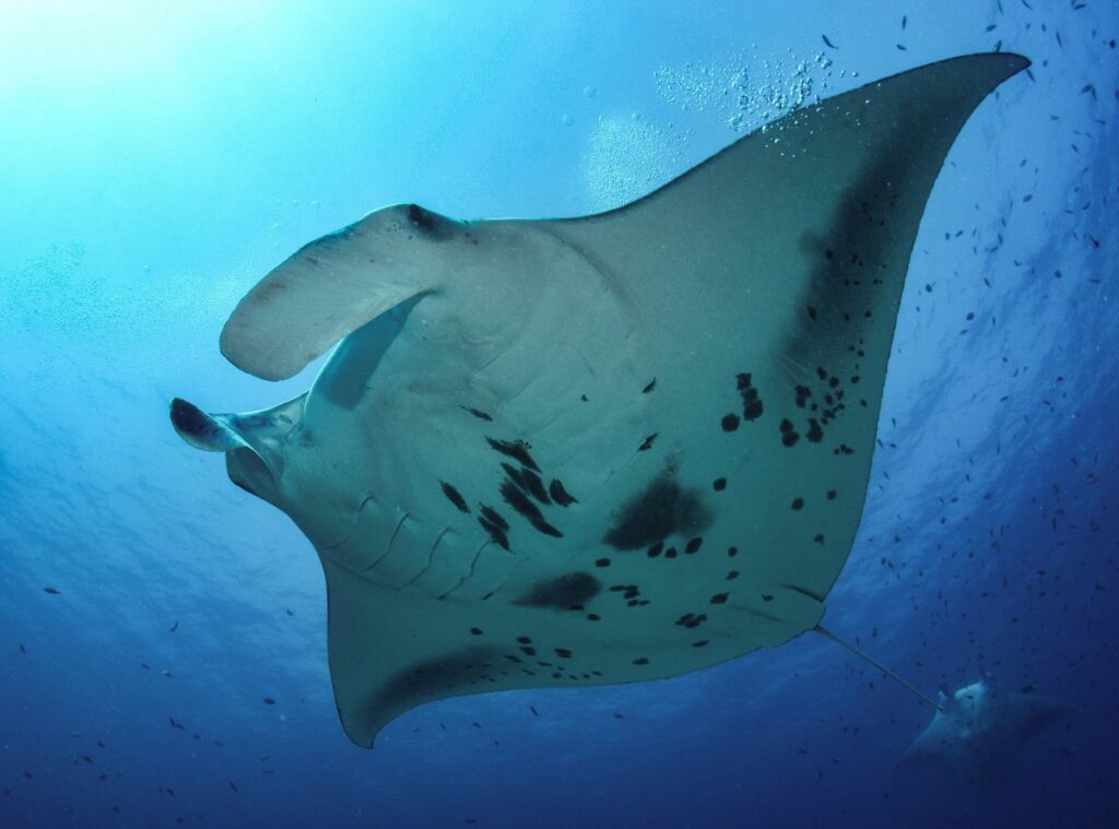 Manta