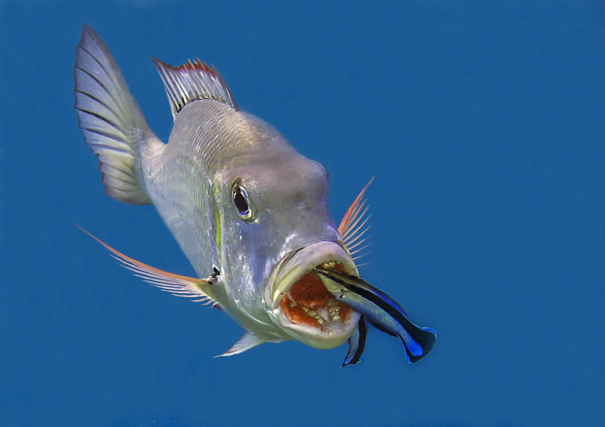 Black and white snapper at cleaning station