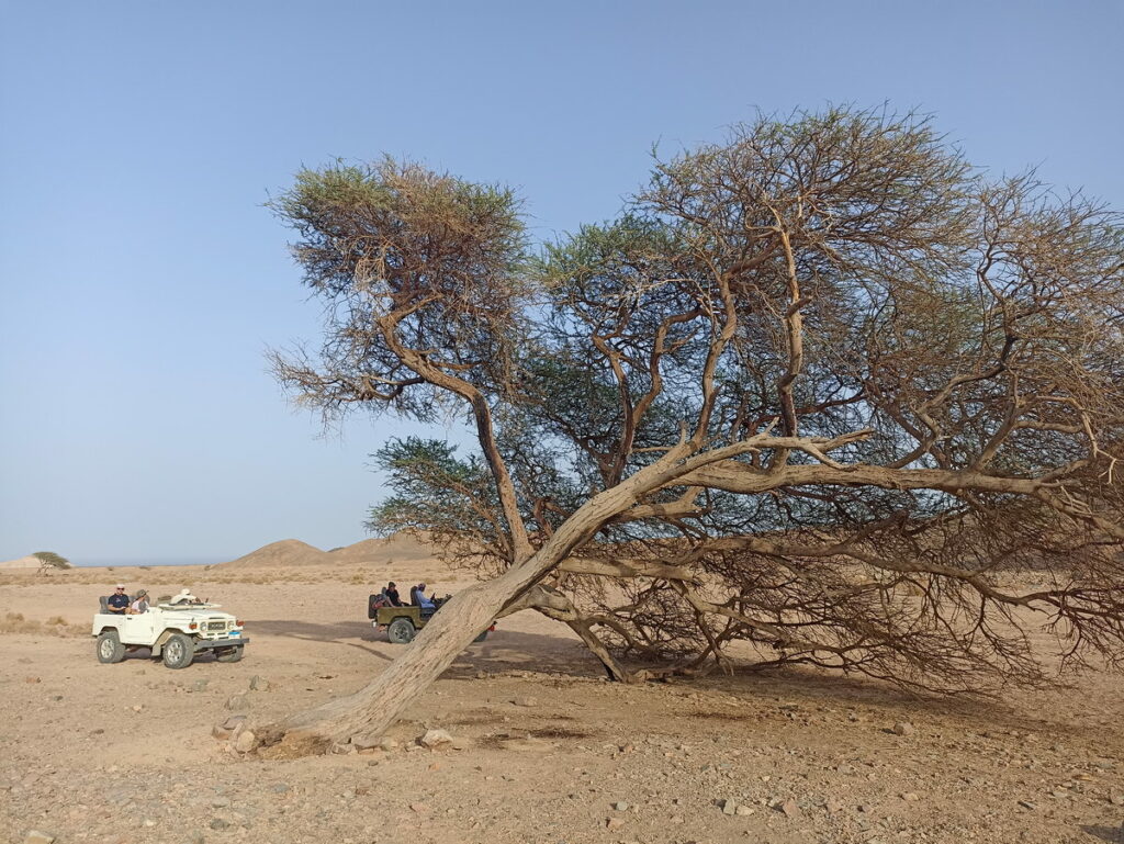 Wadi Sabarah desert safari