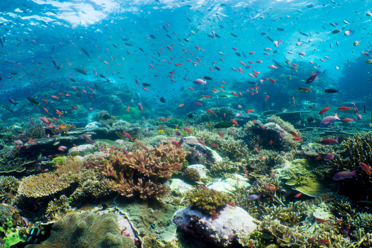 Indonesia reef