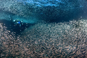 Raja Ampat diver