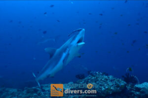 Shark cleaning station