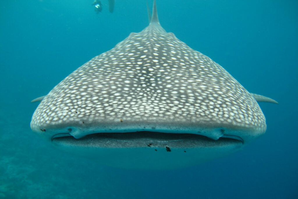 Whale shark