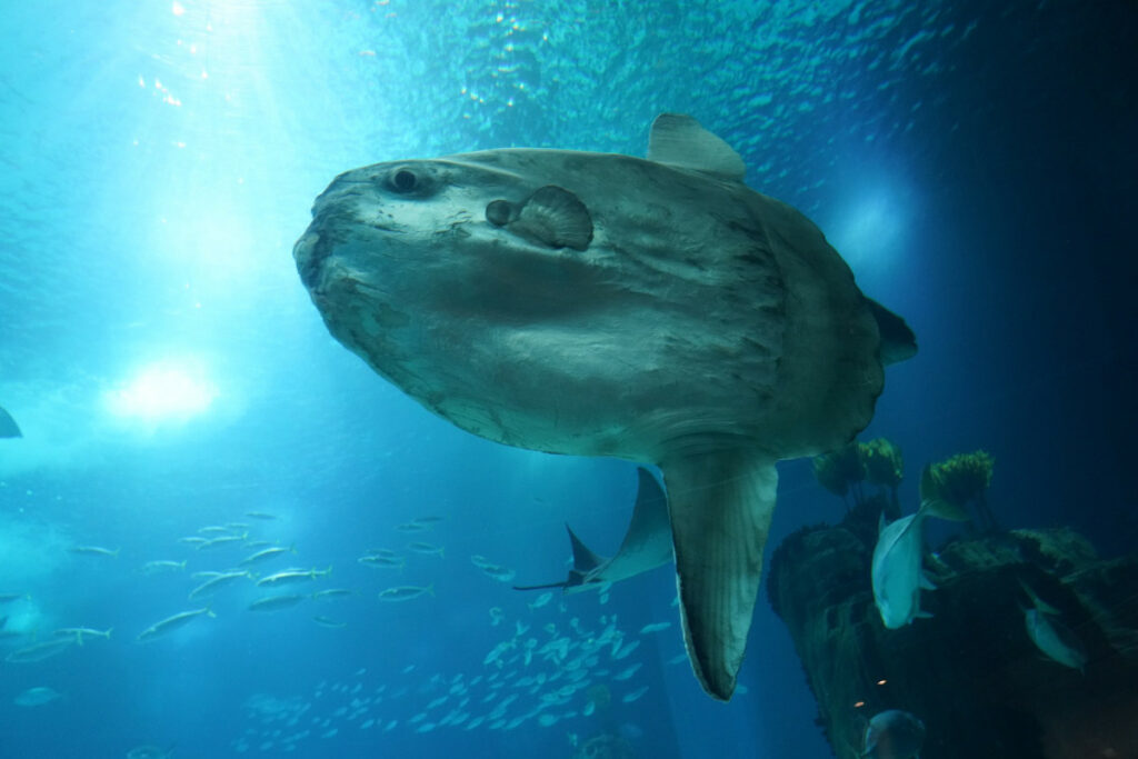 Mola mola
