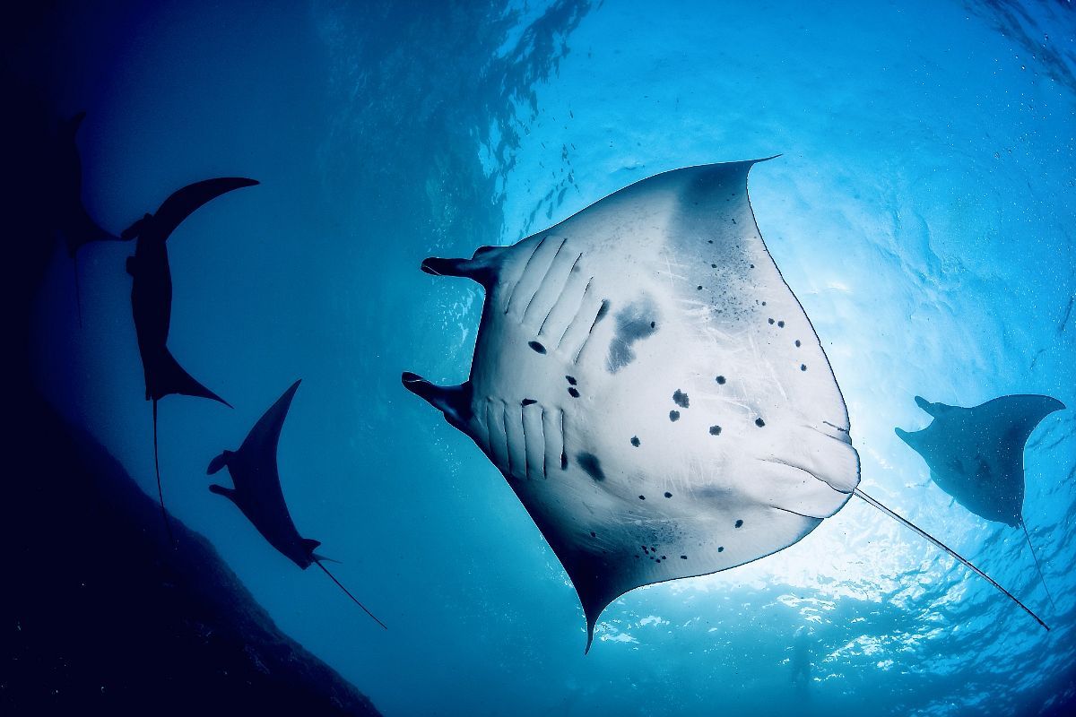 Manta Chain Lembongan