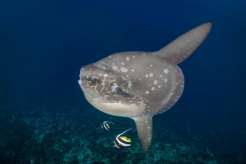Mola Mola Nusa Lembongan