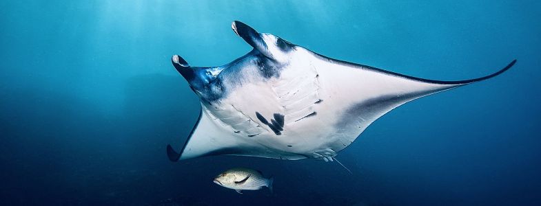 Indonesia Day Diving