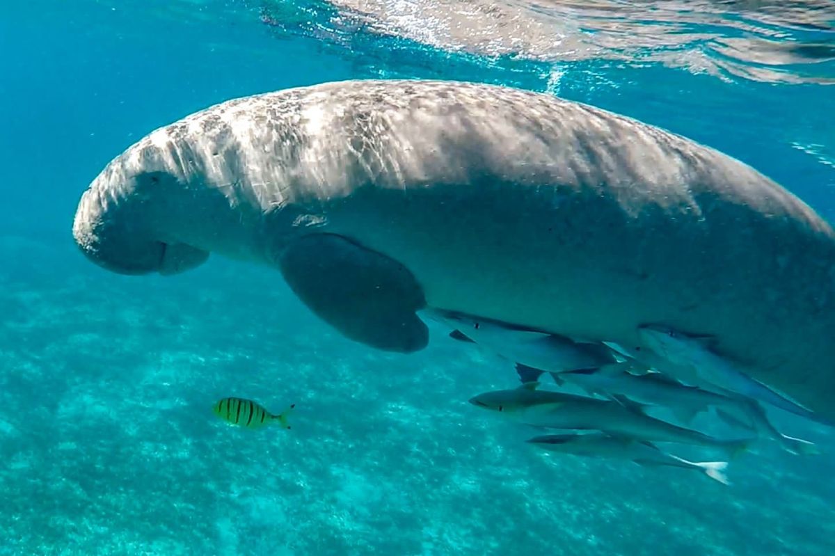 Dugong