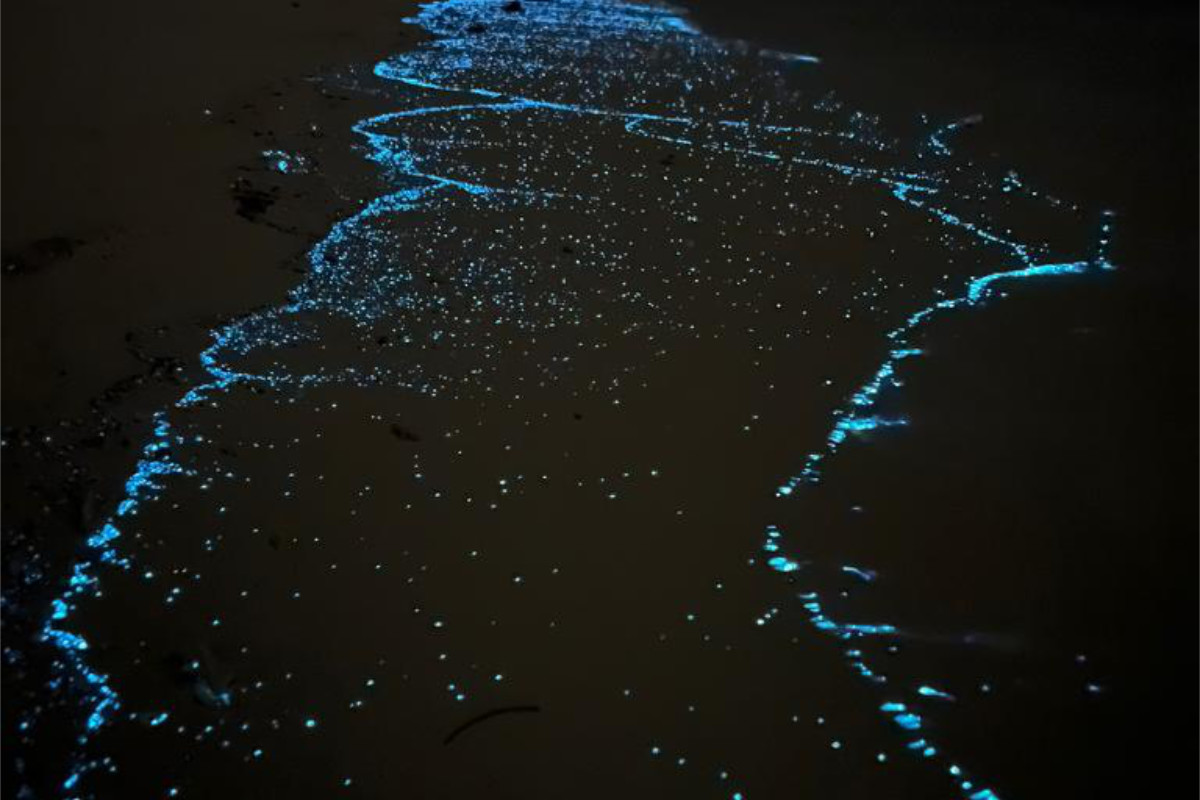 Bioluminescent algae on a Maldives beach